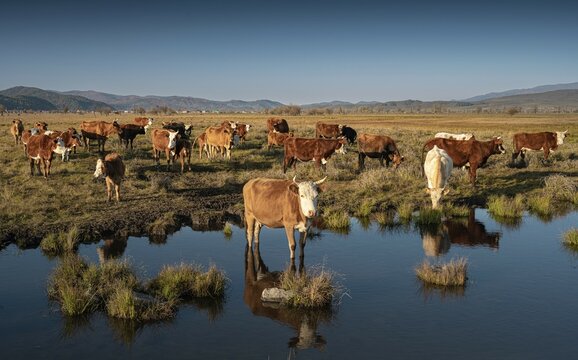 Livestock of cows year the Zelter river, Mongolia Selenge province