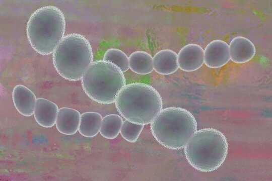 Illustration of streptococci are spherical bacteria that typically arrange themselves in chains or pairs