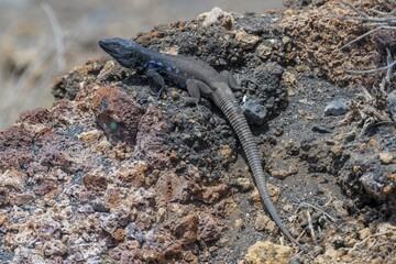 Southern Canary Lizard (Gallotia galloti) on rocks, endemic, male, Tenerife, Canary Islands, Spain, Europe