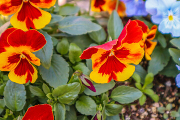  Pansies bloom in the garden in spring