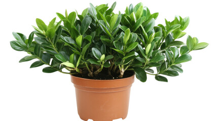 Fototapeta premium Indoor potted plant with lush green leaves thriving in well-drained soil and bright lighting conditions