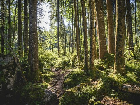 Zauberwald, Ramsau, Berchtesgaden National Park, Berchtesgadener Land, Upper Bavaria, Germany, Europe