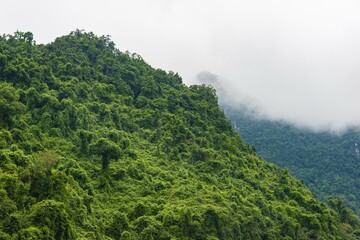 Evergreen rainforest, Phong Nha-Ke Bang National Park, Quảng Bình, Vietnam, Asia