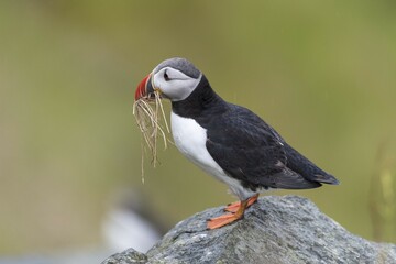 Puffin (Fratercula arctica) sits with nesting material on rock, Runde bird island, Norway, Europe