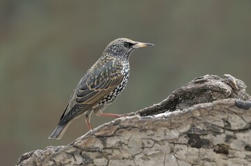 Starling (Sturnus vulgaris)