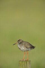 Common Redshank (Tringa totanus), perched on a post, Texel, The Netherlands, Europe