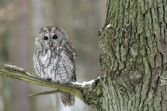 Tawny owl (Strix aluco) sits on branch, captive, Pilsen, Czech Republic, Europe