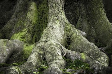 Ancient beech (Fagus), root approach, Jasmund National Park, Rügen, Mecklenburg-Western Pomerania,...