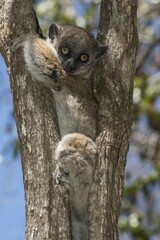 Hubbard's Sportive Lemur (Lepilemur hubbardorum), Tsombitse National Park, Madagascar, Africa