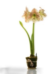 Amaryllis with three blooms and new bud with long stem in decorative pot