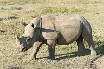 Fototapeta premium White rhinoceros (Ceratotherium simum), Lake Nakuru National Park, Kenya, Africa
