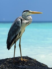 Grey heron (Ardea cinerea) stands on the shores of a lagoon, Kuramathi, Rsadoo Atoll, Maldives, Asia