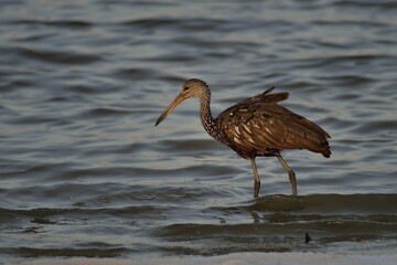 Limpkin (aramus guarauna), standing in water, Crooked Tree Wildlife Sanctuary, Belize, Central America