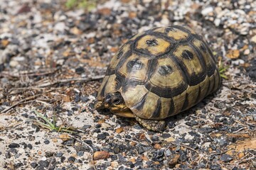 Angulate Tortoise (Chersina angulata) with retracted head, Western Cape, South Africa, Africa