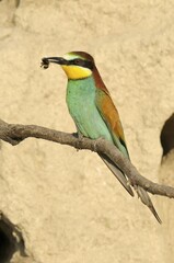European Bee-eater (Merops apiaster)