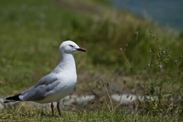 Gull (Laridae) on a meadow, Nelson, South Island, New Zealand, Oceania