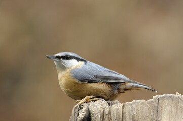 Naklejka premium Eurasian Nuthatch (Sitta europaea)