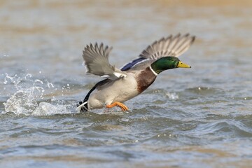 Mallard (Anas platyrhynchos), start from the water surface, Hesse, Germany, Europe