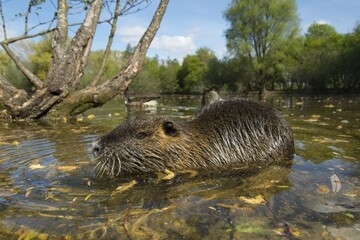 Nutria (Myocastor coypus) in the water, Mörfelden-Waldorf, Hesse, Germany, Europe
