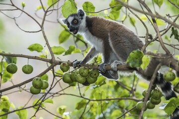 Ring-tailed Lemur (Lemur catta), on tree with fruits, Madagascar, Africa
