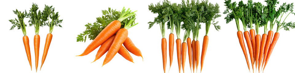 Freshly Harvested Organic Carrots Bundled in Bunches  Vibrant Orange Carrots with Green Tops Healthy and Nutritious Produce from the Farm or Garden