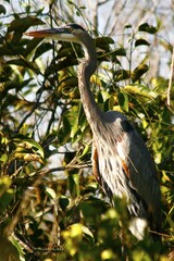 Canadian heron, Florida, USA, ardea herodias, North America