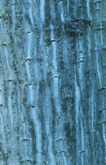 Bark of Japanese Stripped-bar Maple (Acer capillipes)
