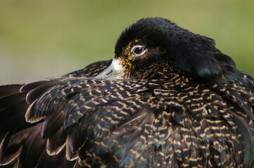 Ruff, male (Philomachus pugnax)