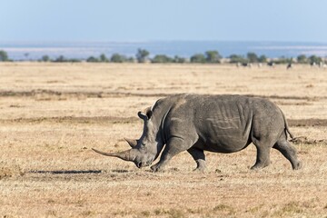 Obraz premium Black Rhinoceros (Diceros bicornis), Ol Pejeta Reserve, Kenya, Africa