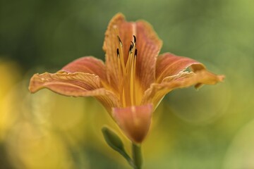 Orange day-lily (Hemerocallis fulva), flower, garden, Oelsnitz in the Vogtland, Saxony, Germany, Europe