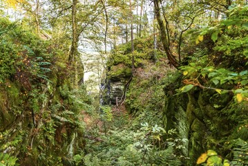Deciduous forest with ferns on the Lilienstein, Elbe Valley, Elbe Sandstone Mountains, Saxon Switzerland, Saxony, Germany, Europe