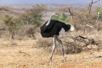  Somali ostrich (Struthio molybdophanes), male, looking backwards, Samburu National Reserve, Kenya, Africa © Erich Schmidt/imageBROKER