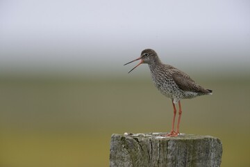 Redshank (Tringa totanus) perched on a post, Buren, Ameland, The Netherlands, Europe