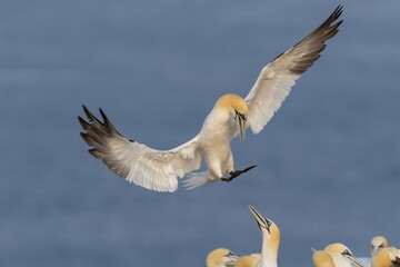 Northern gannet (Morus bassanus) on approach, colony at hatchery, welcome, Heligoland, Schleswig-Holstein, Germany, Europe