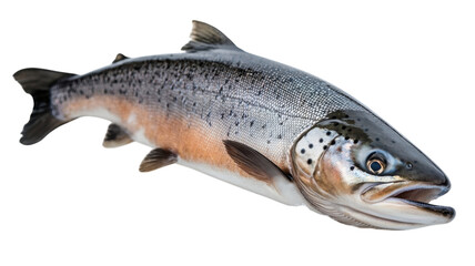 Fresh salmon fish displayed on a clean surface ready for preparation in a kitchen setting during daylight hours