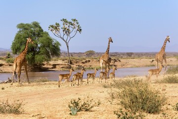 Reticulated Giraffe (Giraffa camelopardalis reticulata) with Impalas (Aepyceros melampus), Samburu...