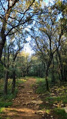 Tinença de Benifassà