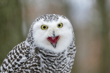 Snowy owl (Nyctea scandiaca), Czech Republic, calling, portrait, adult, captive, calling, Europe