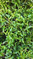 Tinença de Benifassà