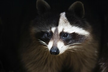 Raccoon (Procyon lotor), captive, Bavaria, Germany, Europe