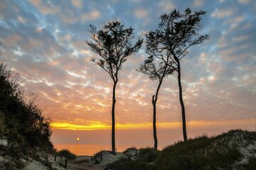 Obraz premium Beech trees, silhouetted against the Baltic Sea at Sunset, Weststrand beach, Darss, Western Pomerania Lagoon Area National Park, Mecklenburg-Western Pomerania, Germany, Europe