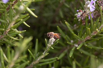 Honey bee latin american insect in a flower picking up polen and flying bee keeping hive
