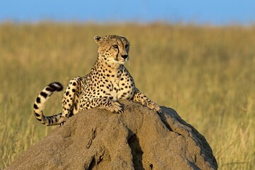 Cheetah (Acinonyx jubatus) lying on a rock in morning sun, Masai Mara, Kenya, Africa
