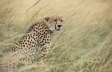 Cheetah (Acinonyx jubatus) sitting in high grass, Maasai Mara National Reserve, Narok County, Kenya, Africa