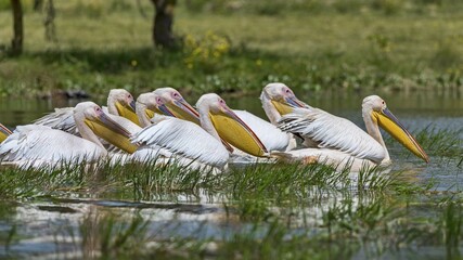 Group Great white pelicans (Pelecanus onocrotalus), Lake Naivasha National Park, Kenya, Africa