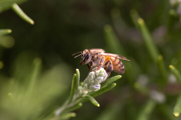 Honey bee latin american insect in a flower picking up polen and flying bee keeping hive