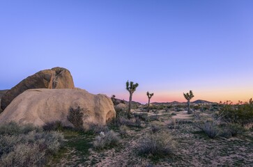 Desert Landscape, Joshua Tree (Yucca brevifolia) and round granite rocks at sunset, rock...