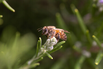 Honey bee latin american insect in a flower picking up polen and flying bee keeping hive