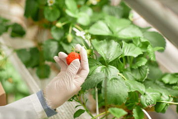Gloved hand holding a ripe strawberry in a greenhouse surrounded by healthy green leaves, showcasing careful handling and cultivation of fruits