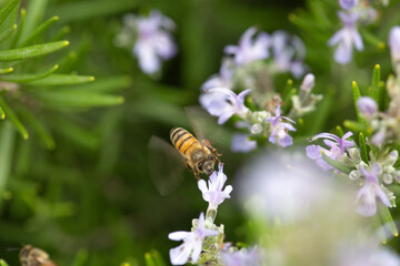 Honey bee latin american insect in a flower picking up polen and flying bee keeping hive